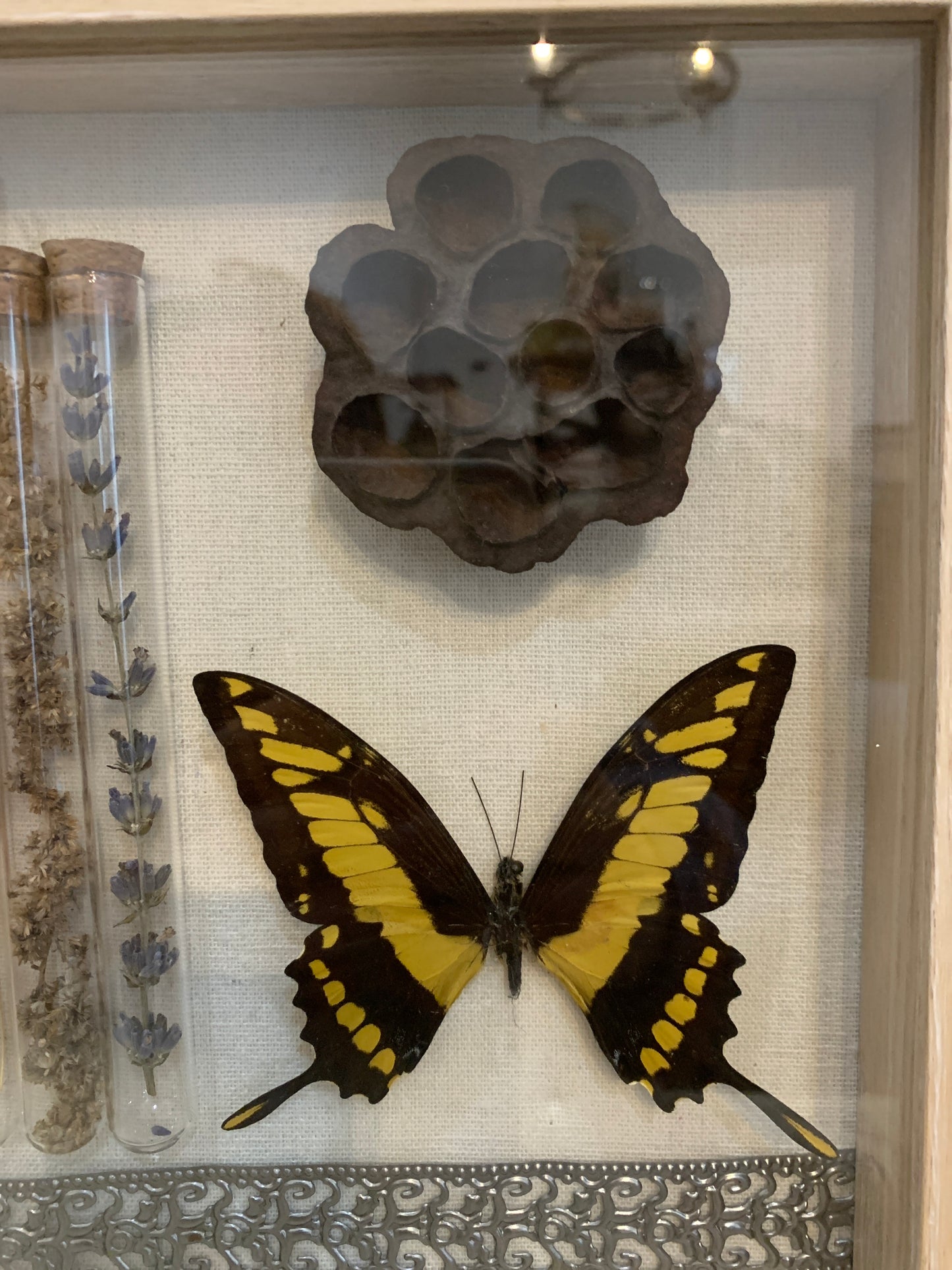 Glass Tubes and Butterfly