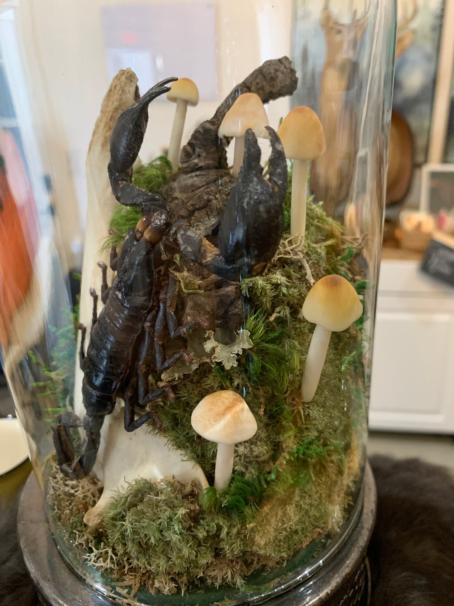 Jaw bone with Scorpion