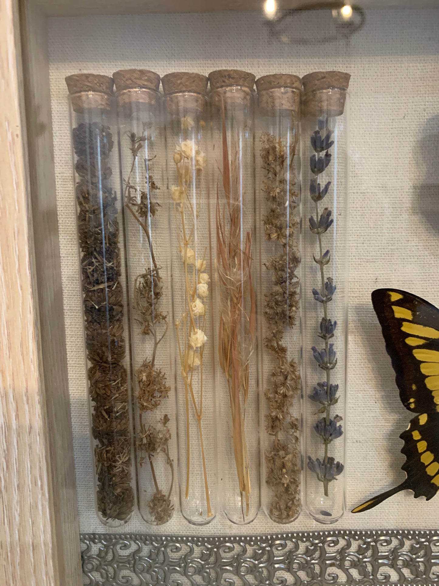 Glass Tubes and Butterfly