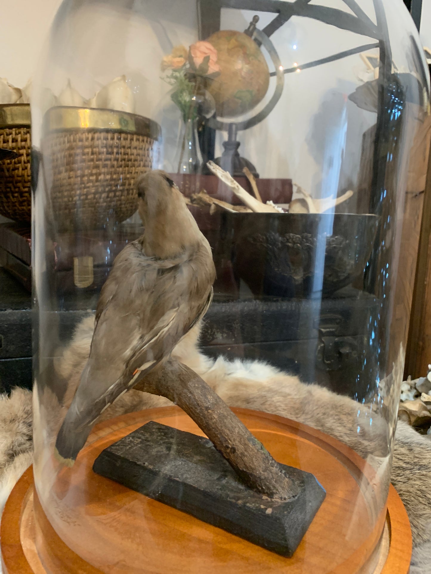 Antique European Waxwing