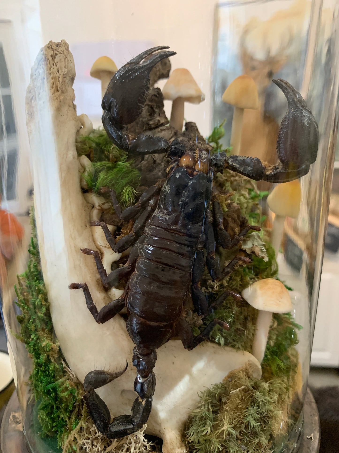 Jaw bone with Scorpion