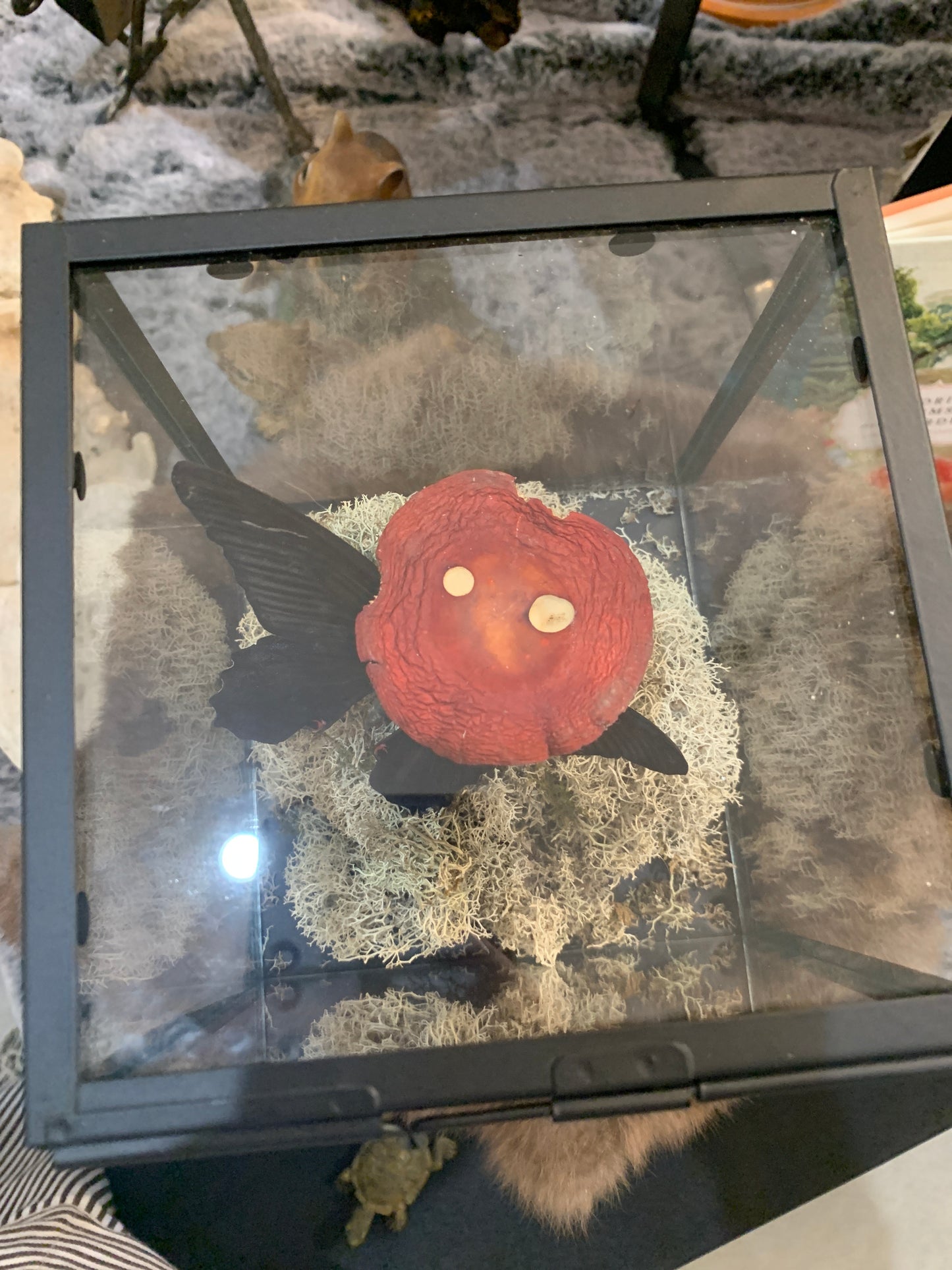 Butterfly with Real Mushroom