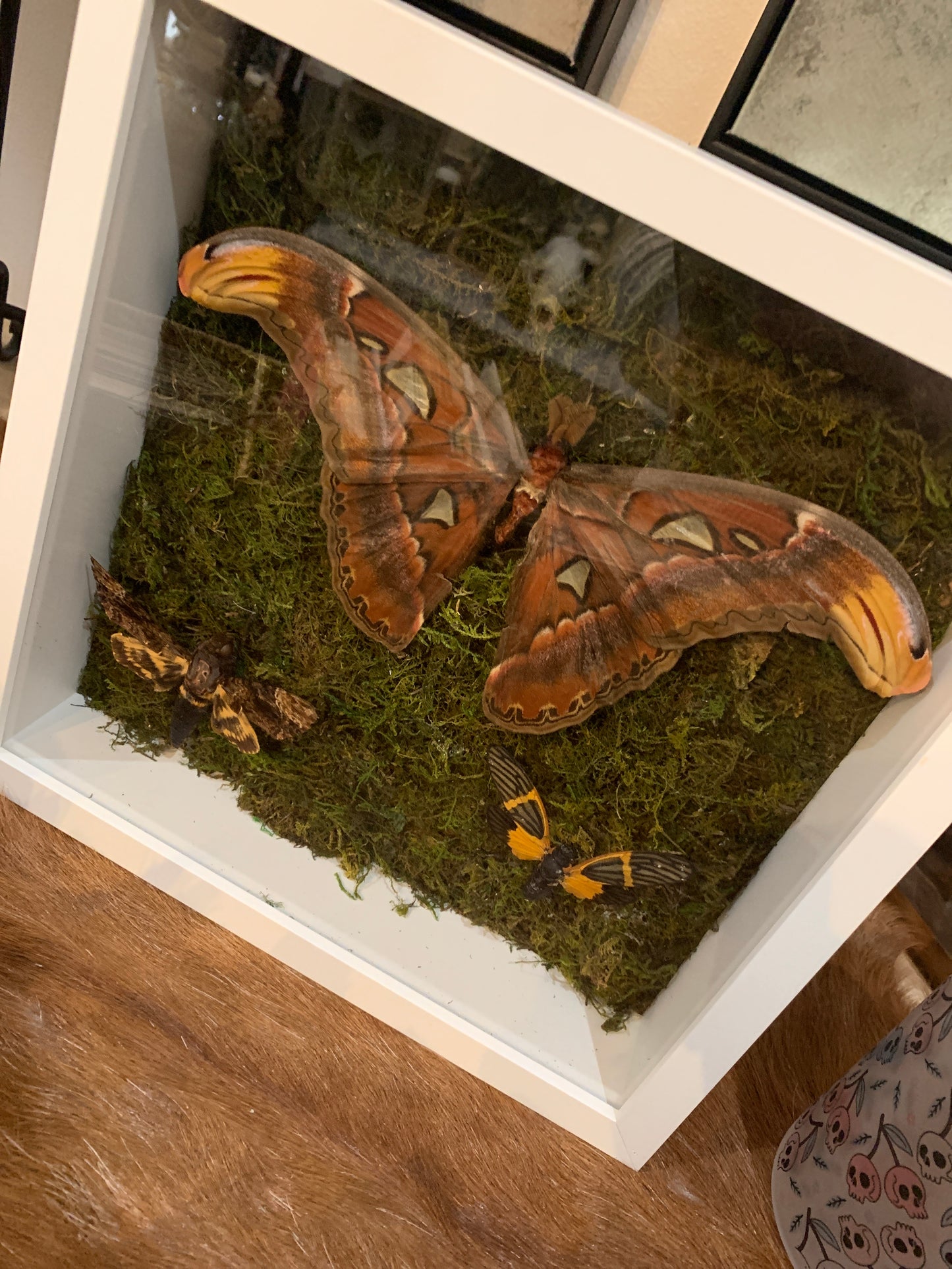 Moth Frame