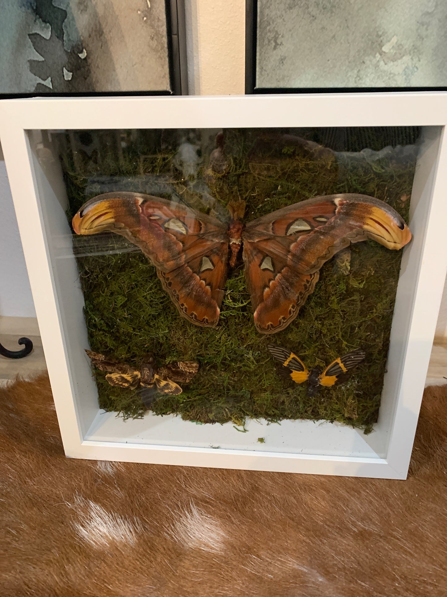 Moth Frame