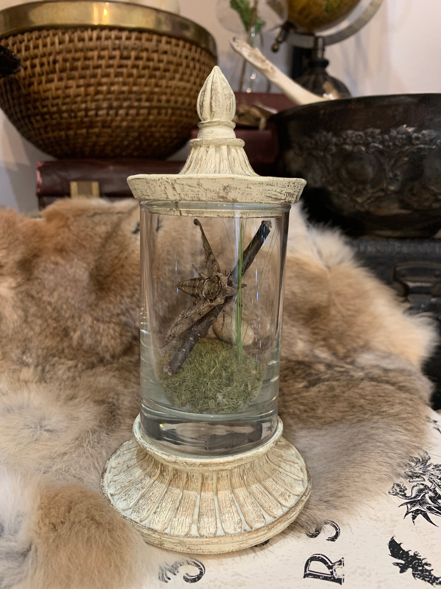 Moth in Jar