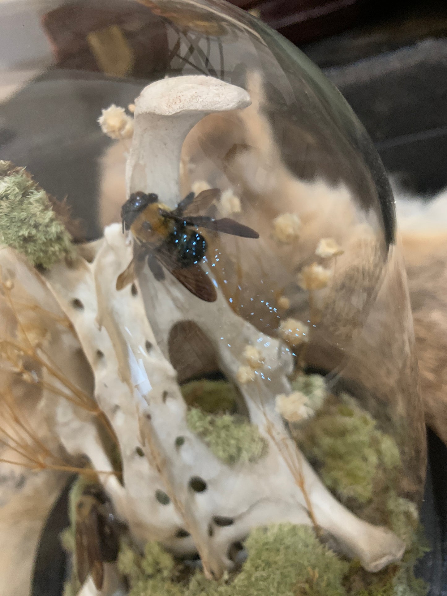 Vertebrae and Bees