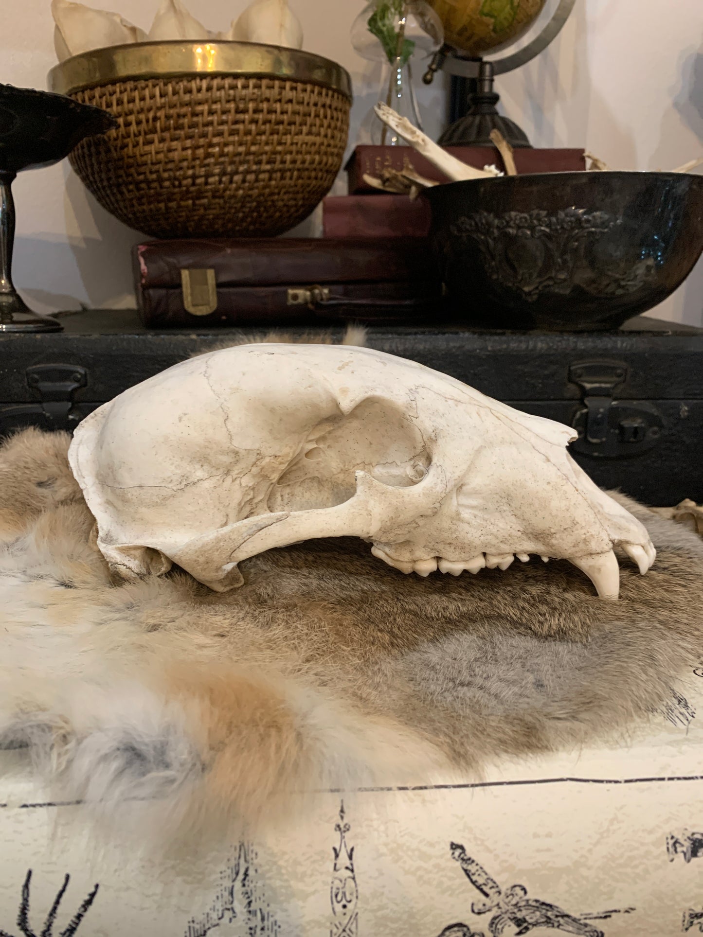 Bear Skull