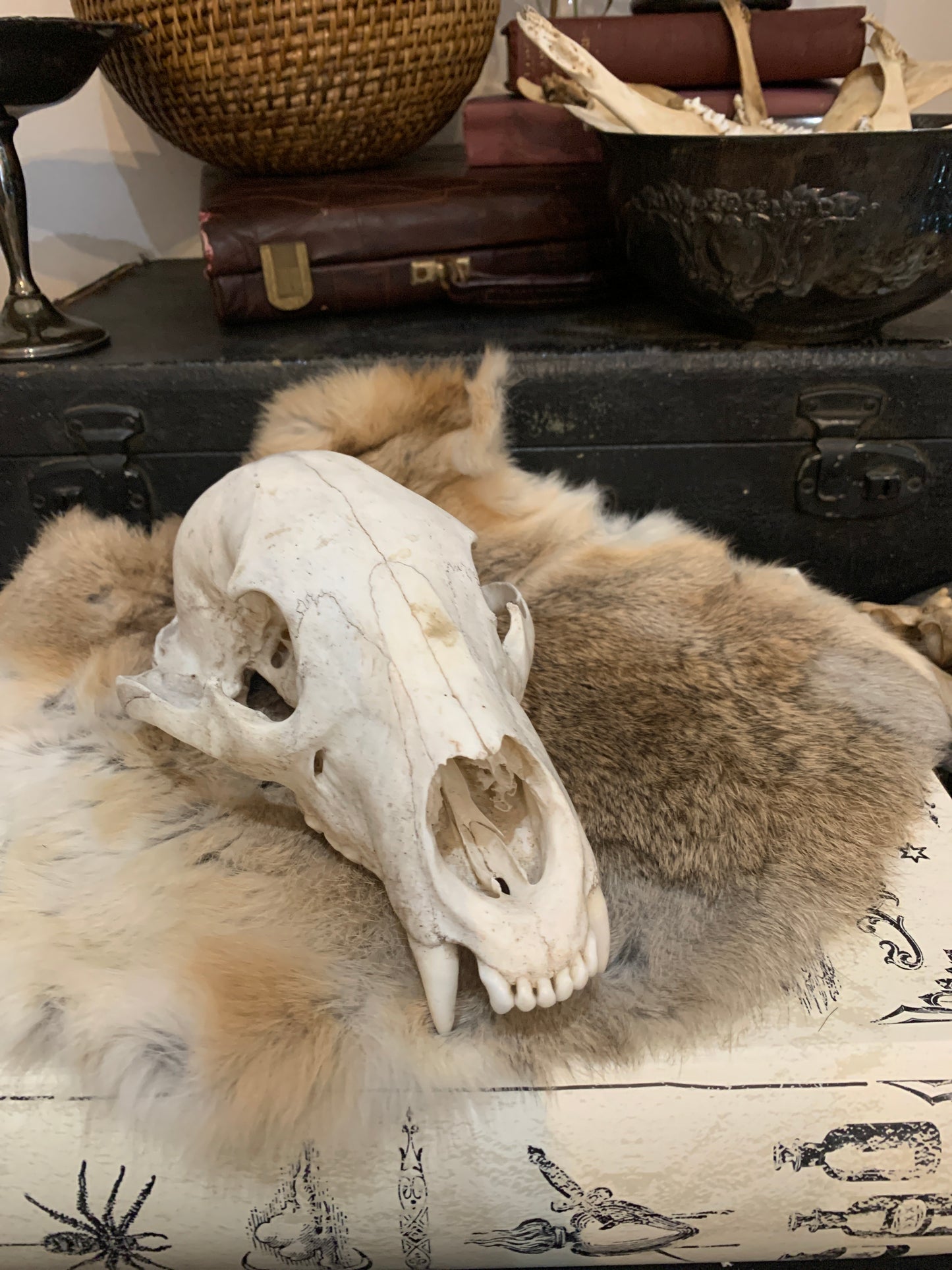 Bear Skull