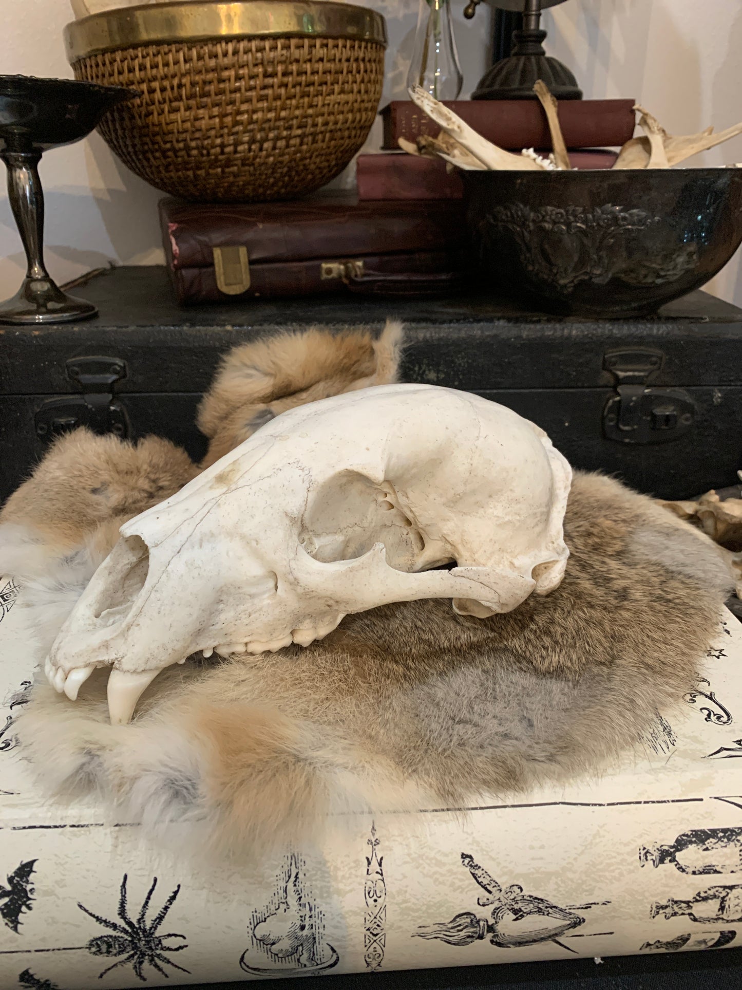 Bear Skull