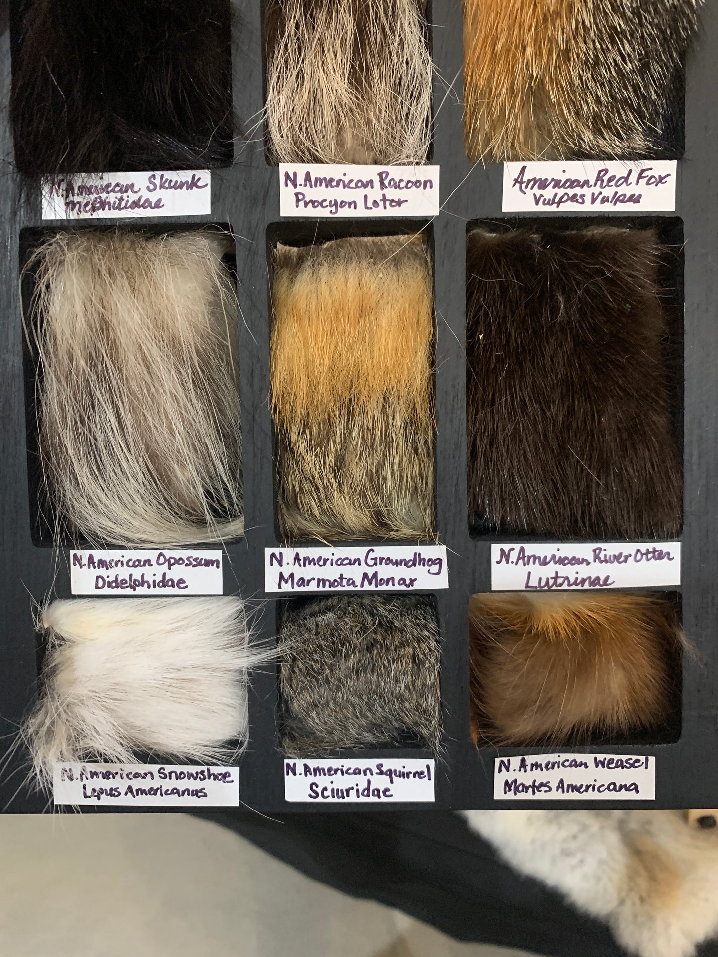 Fur Collection Shelf